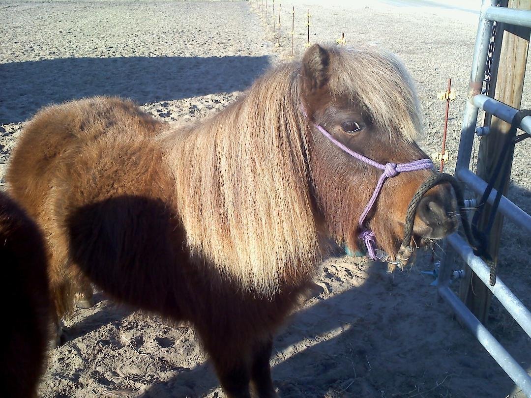 Dixie after a good comb out..she has her winter wooly coat!