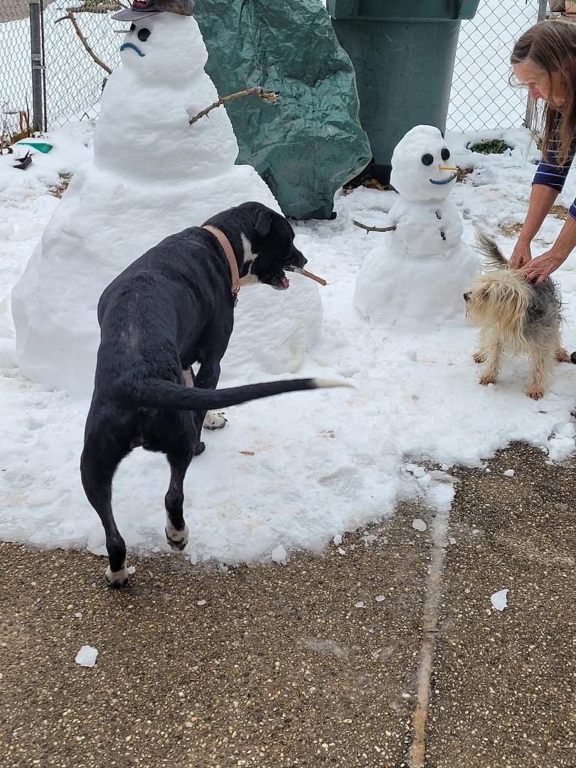 Sasha ate the carrot noses and stole the stick arms to play with last year. Gave them pencil ✏️ noses. And more twig arms.