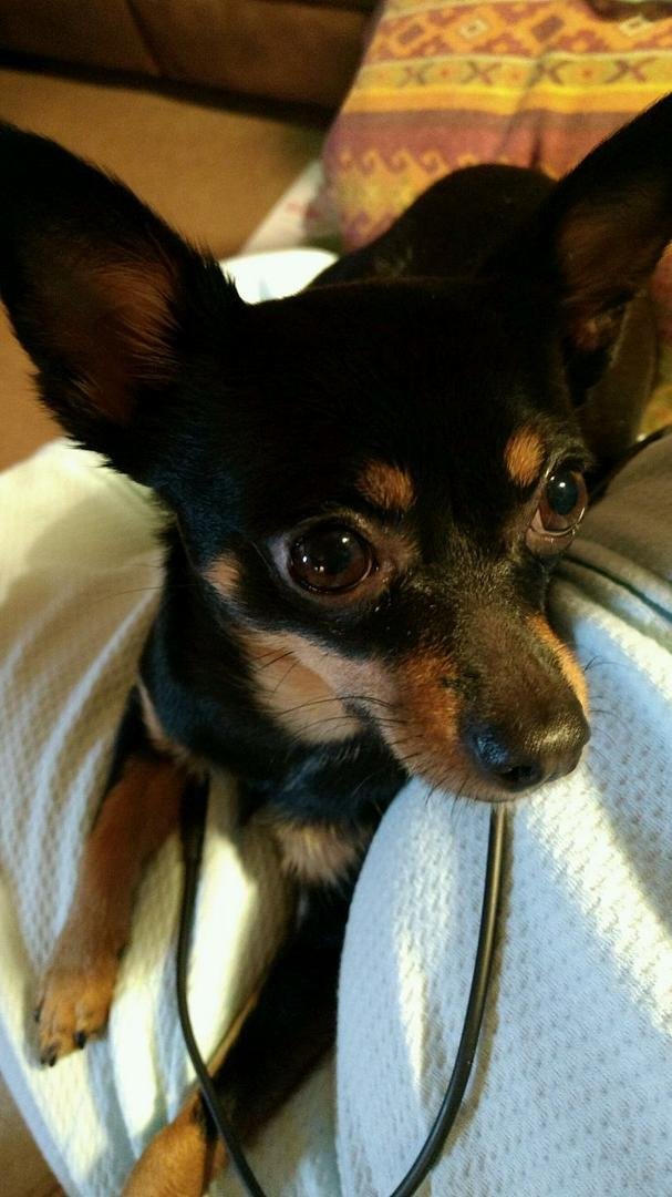 I have a min pin puppy who is up to date on shots, needs a fenced yard and owner who understands min pin to love her. She gets along with other small dogs. Just have too many rescues who need homes so we can get others.