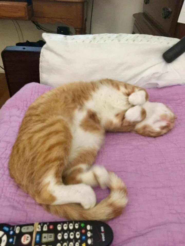 My sleeping partner! ❤️