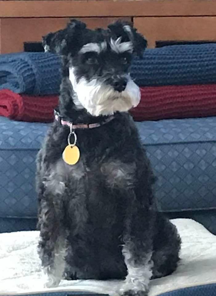 Yesterday morning our much loved Bella was stricken by a seizure from which she could not recover. Over the last 2 years, she had health challenges. Her indomitable spirit served her well as she bounced back from gall bla