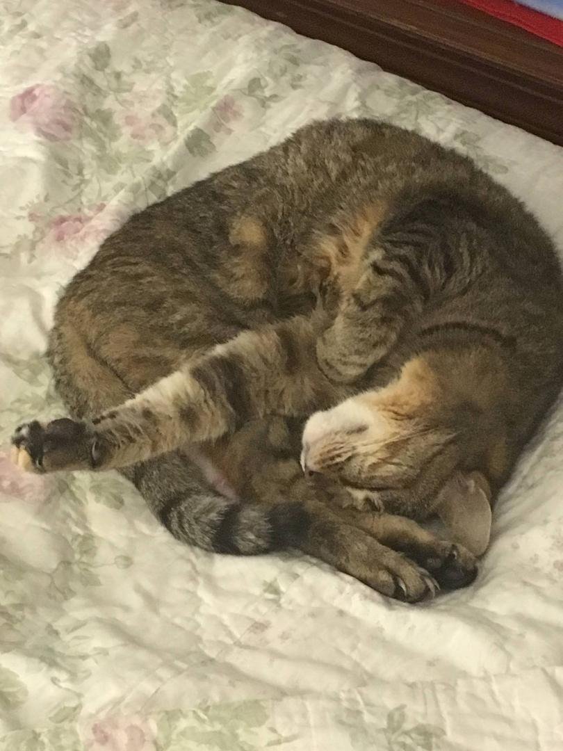 Kitty is sound asleep too