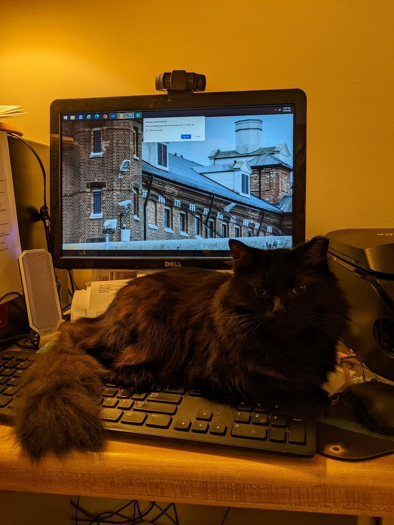 How Fluffy lets me know she wants my attention.