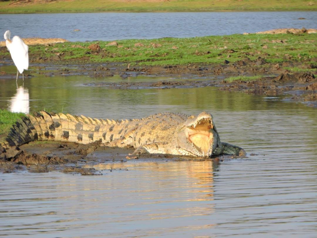 Nile crocodile