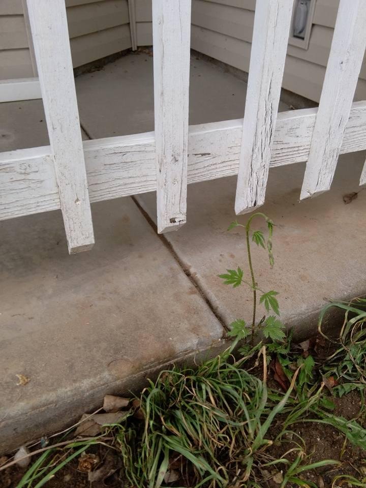 Ron Noel's album, Mobile Uploads
