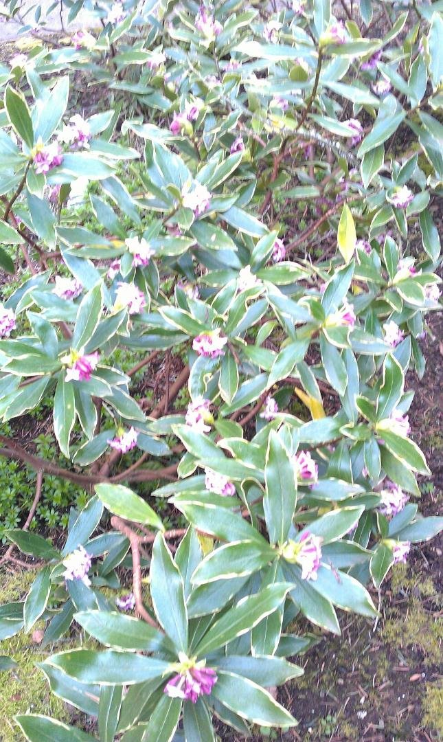 Daphnes look pretty and smell great