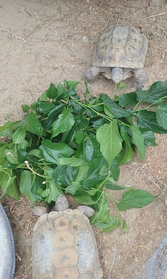 Desert Tortoises love Mulberry leaves... my bothers yard..