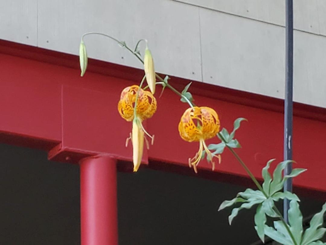Two Tiger Lilies today