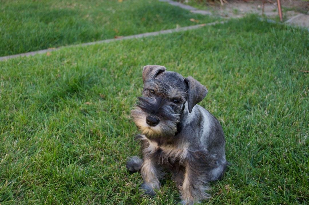 This is Sadie, our newest member of our family.