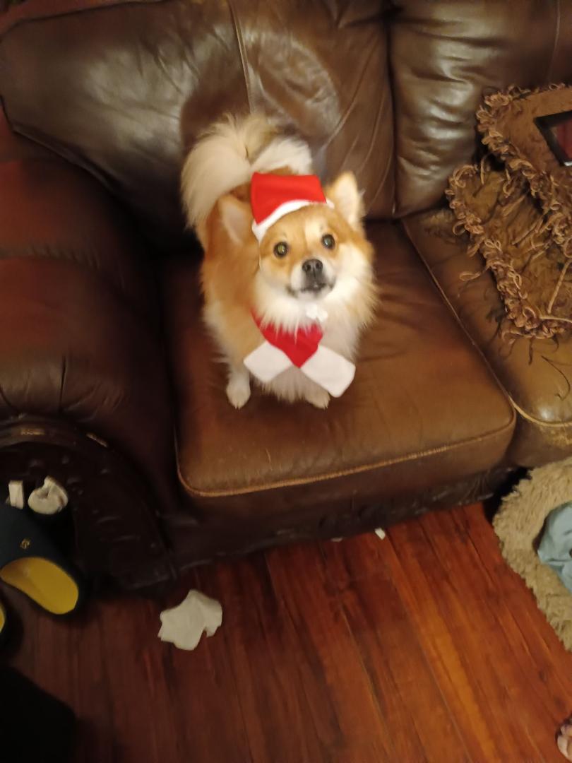 Santa Paws