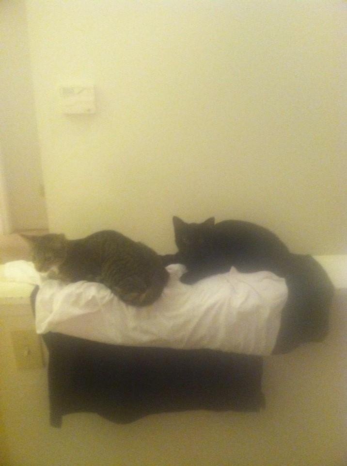 My gremlins... I think they are by polar