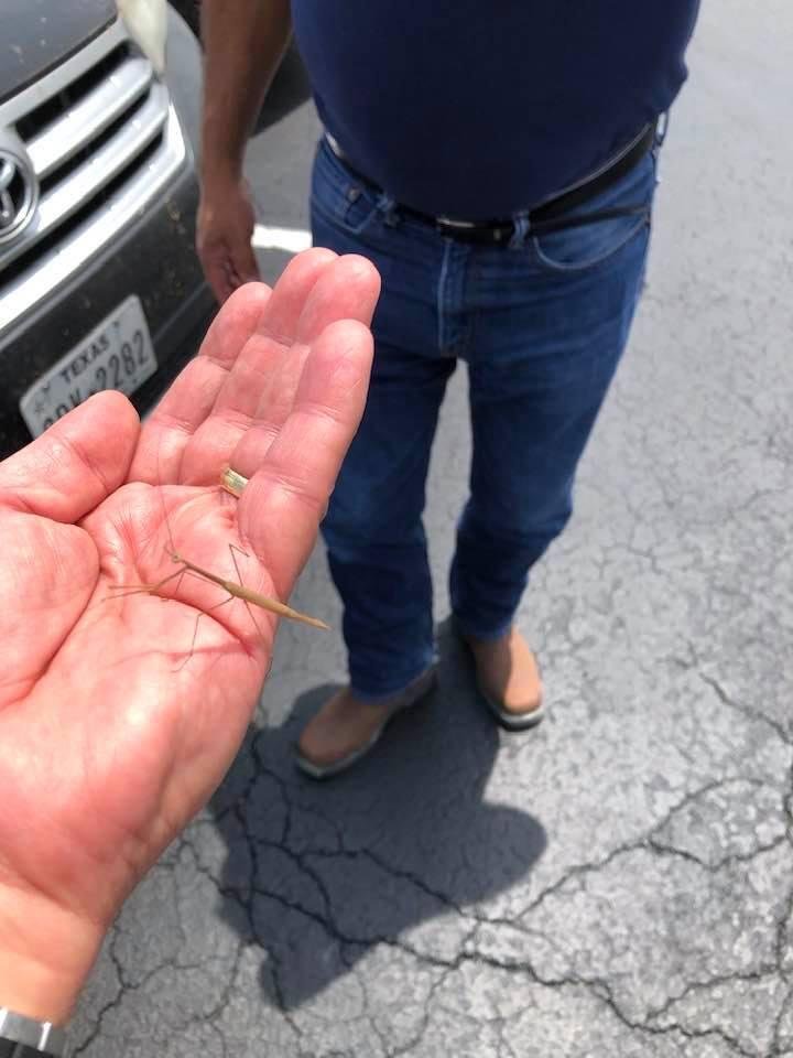 Small Praying Mantis would not leave me So when I finally got into my car I immediately stopped and bought a few Lottery Tickets. Good luck to me!