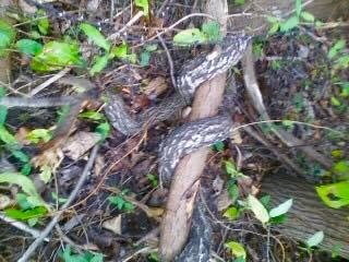Snake vine!