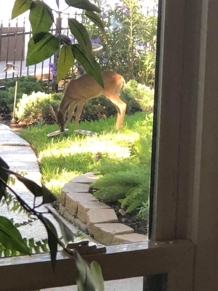 This little guy has been either on our beach or in our backyard for the last six days - game warden says if we cannot get him back on the beach in the water in order for them to “tow” him to a forested area we should just l