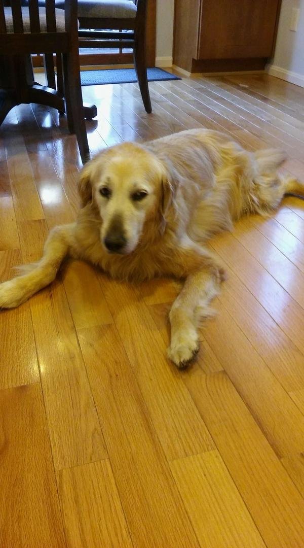 My baby Lacey is 13 years old today!