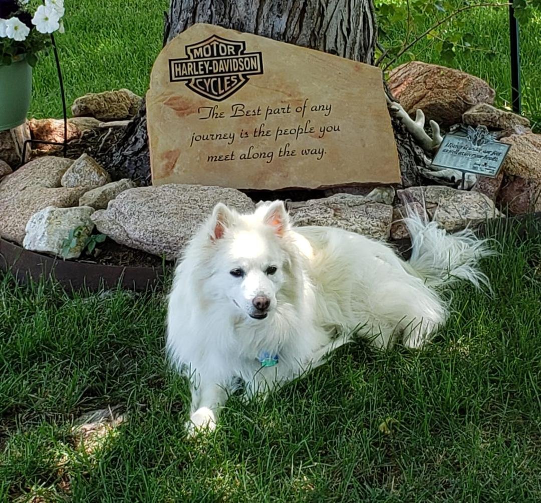 Yesterday our sweet Juneau had a stroke. He couldn't move his legs. Jace got him to a vet in Stugis that could see him right away. Juneau had to be put down. We're sure going to miss that dog. He was awesome.