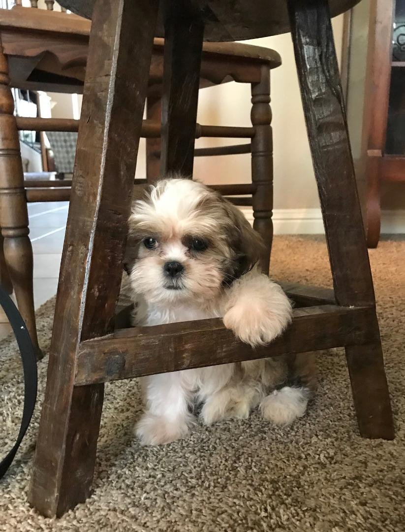 Our new Shih Tzu puppy.  Annie. Weighing about 4 pounds.