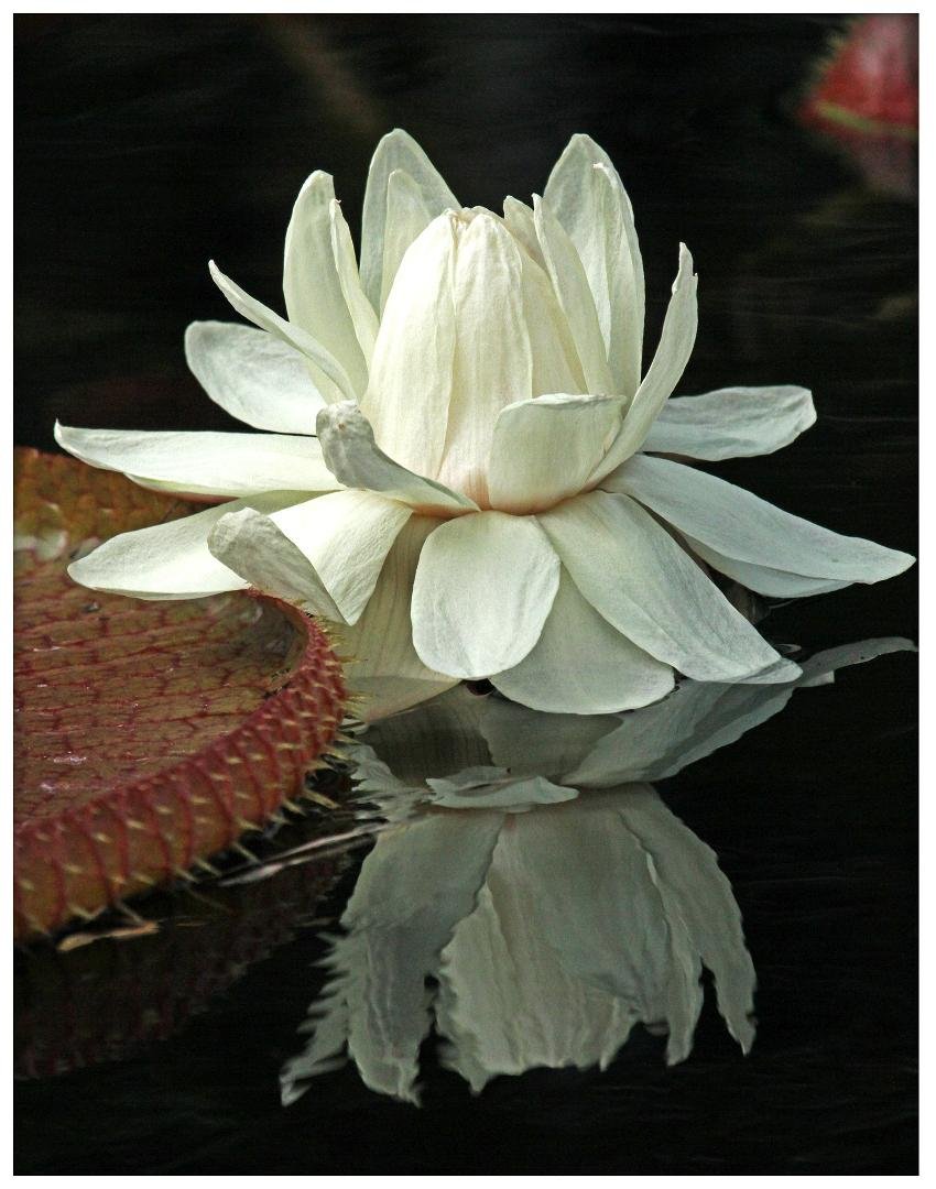 Went to the Zoo Sunday. This is a beautiful water lily. Click on the image to get the full picture with reflection.
