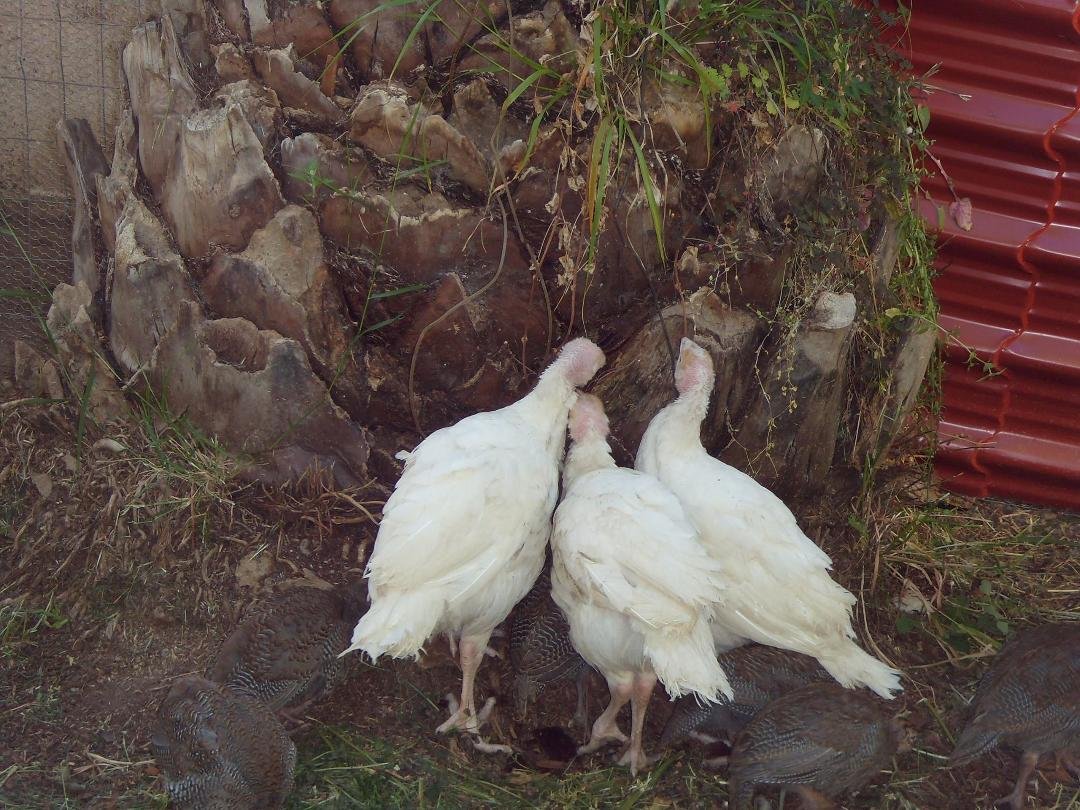 The little brown guys with the turkeys on the ground are the baby peacocks.