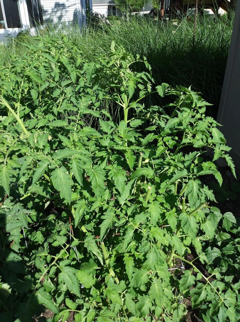 Someone is eating my tomatoe plant