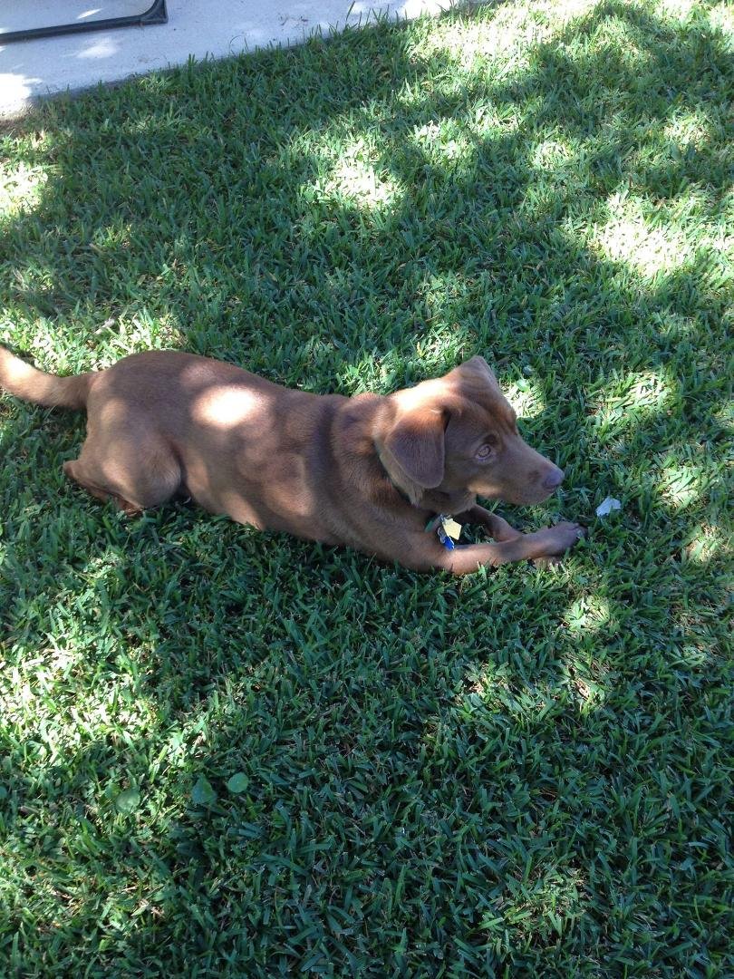 New member of the falcon household,....Vera a chocolate lab 2 years old checking out the back yard. Got her from lab rescue