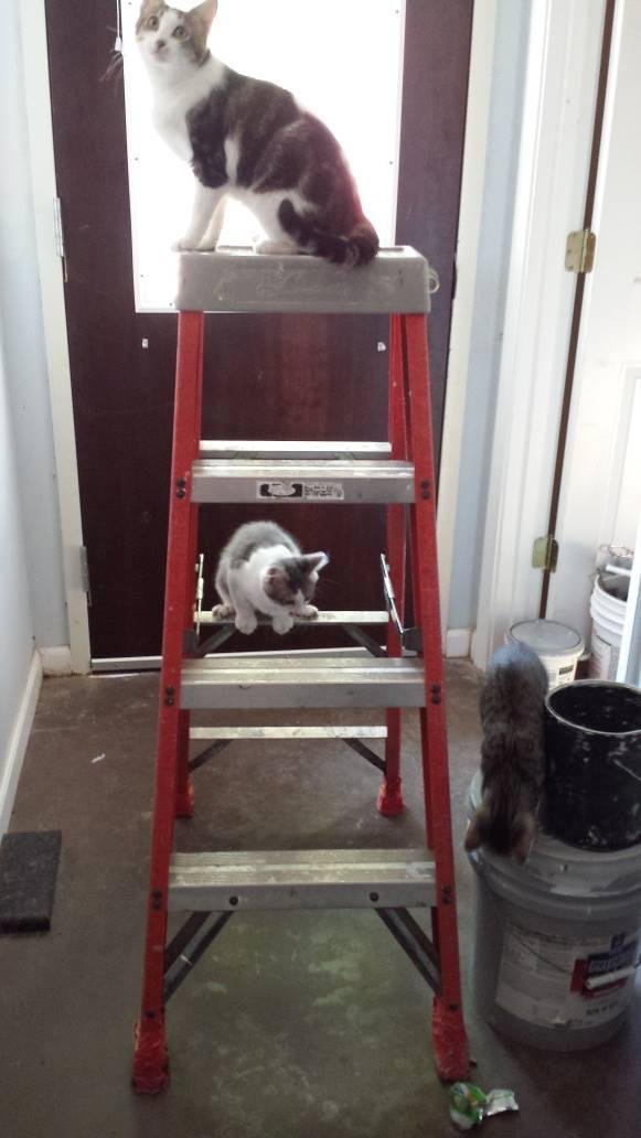 My little helpers trying to help me paint today.