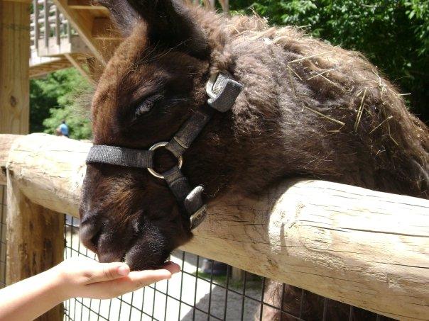 HEE HAW