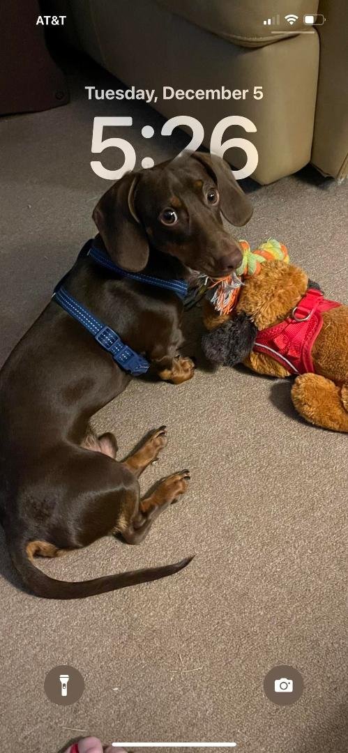Happy Birthday to Roscoe my dachshund. 
2 yrs old today.