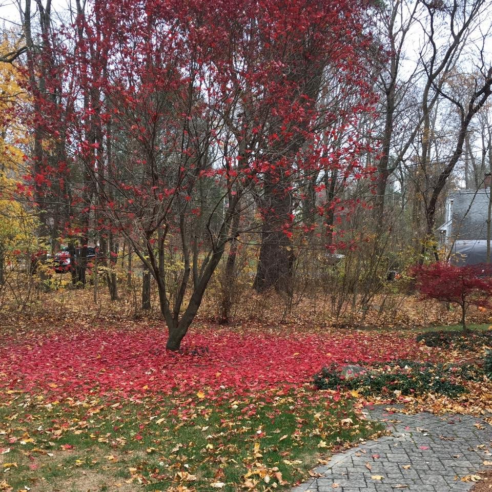 "Here today and gone tomorrow". This is the strangest tree I have. In two days, the leaves are on the ground!
I can see my neighbors house. "I can see Russia from my house!"