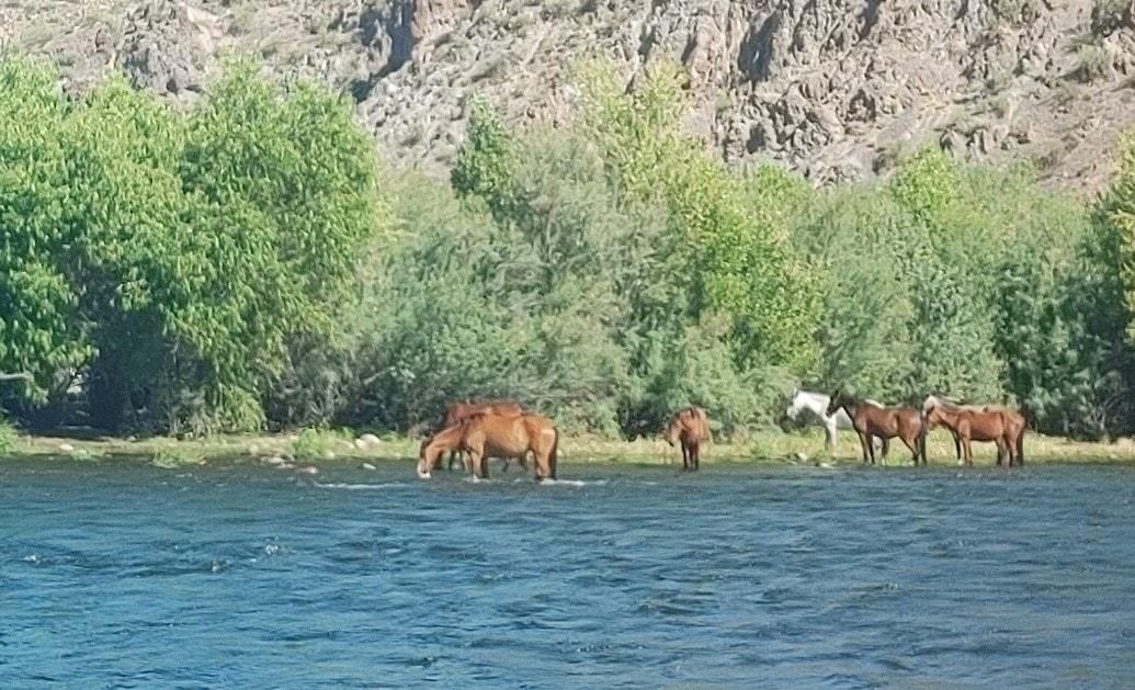Wild horses on the Salt River