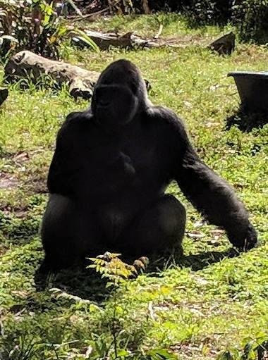 Mister Gorilla @ Disney World