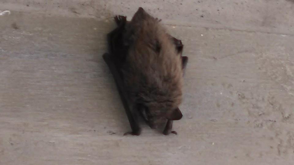 Brian Westphal's album, Mobile Uploads