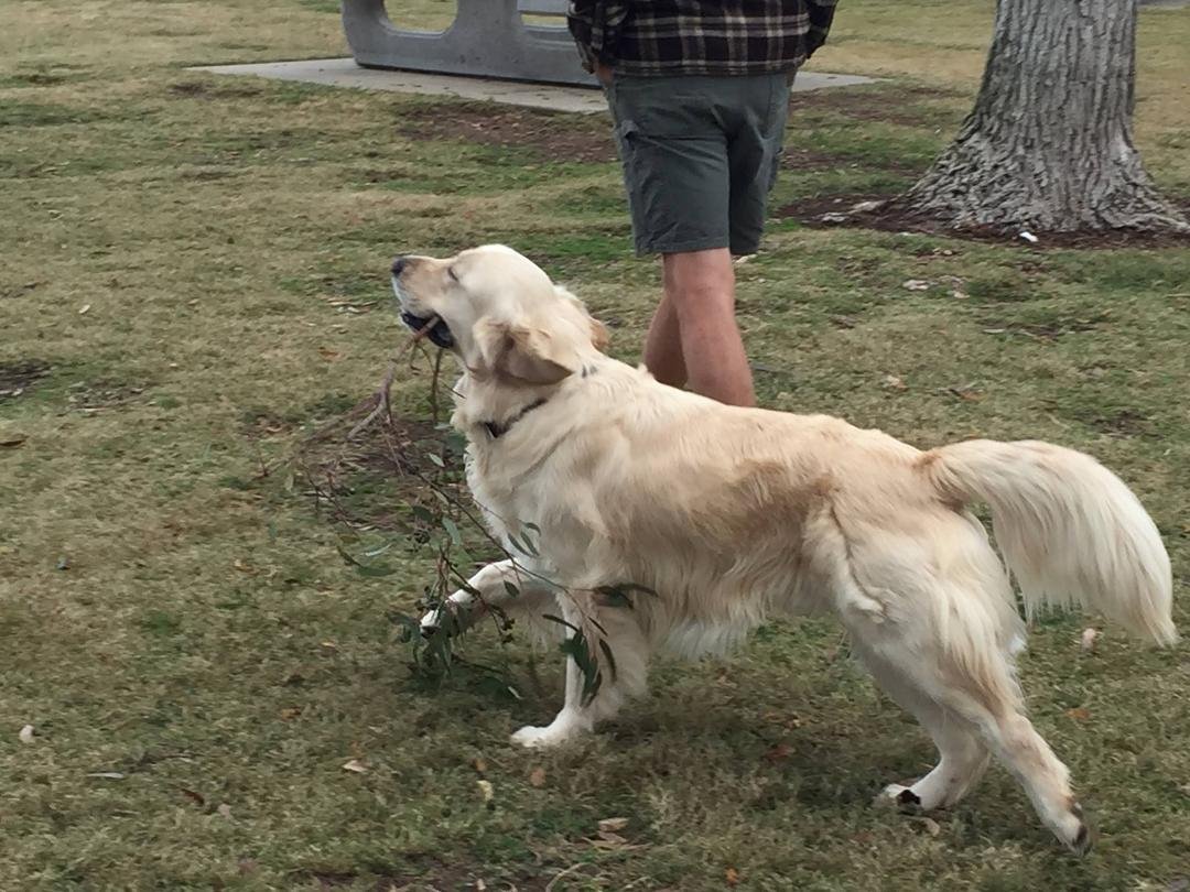 My dog Cooper loves his sticks!
I am so blessed!!!!
