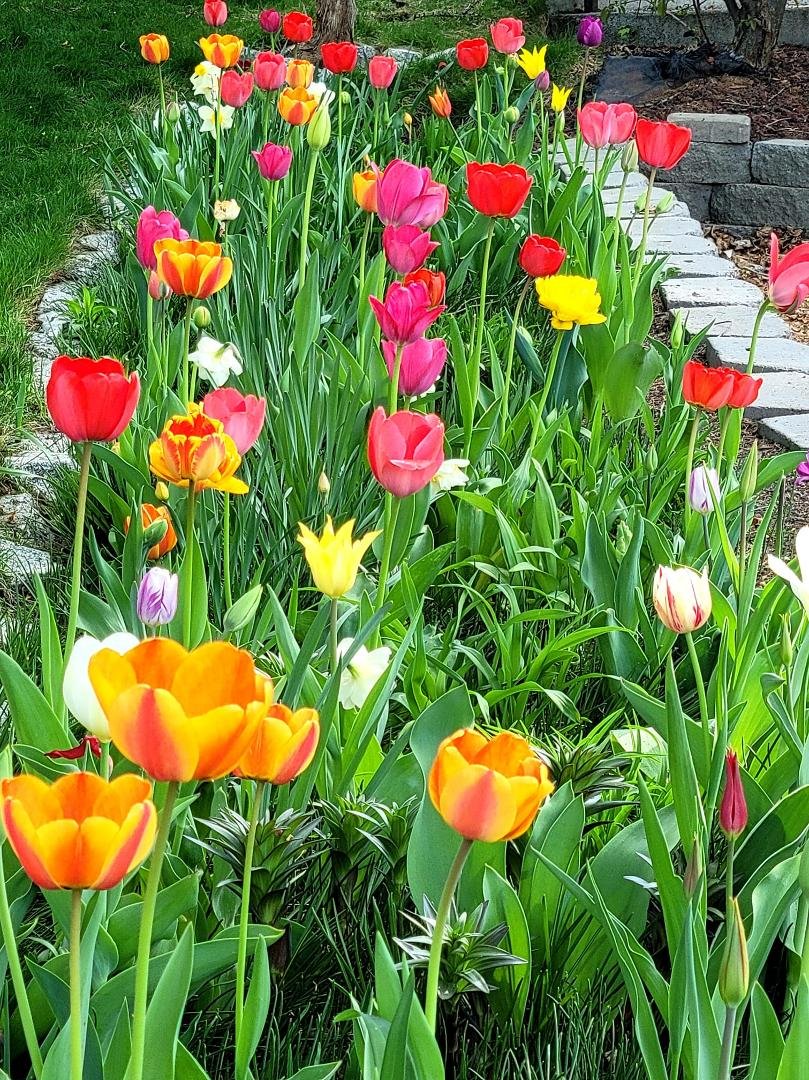 Tulip festival in our yard♡