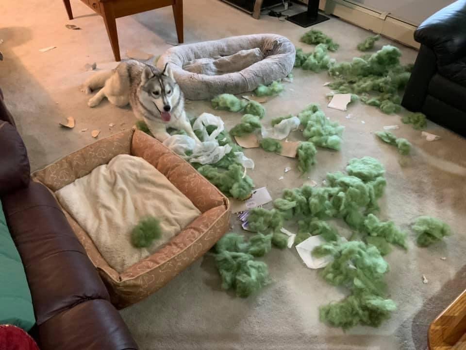 Dakota smiling at his work on renovating his sisters bed. Onida can put it back together in any style that she wants,