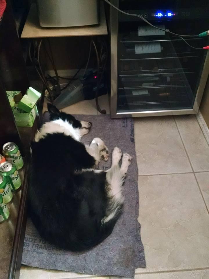 Time for another sleeping Timmy picture
