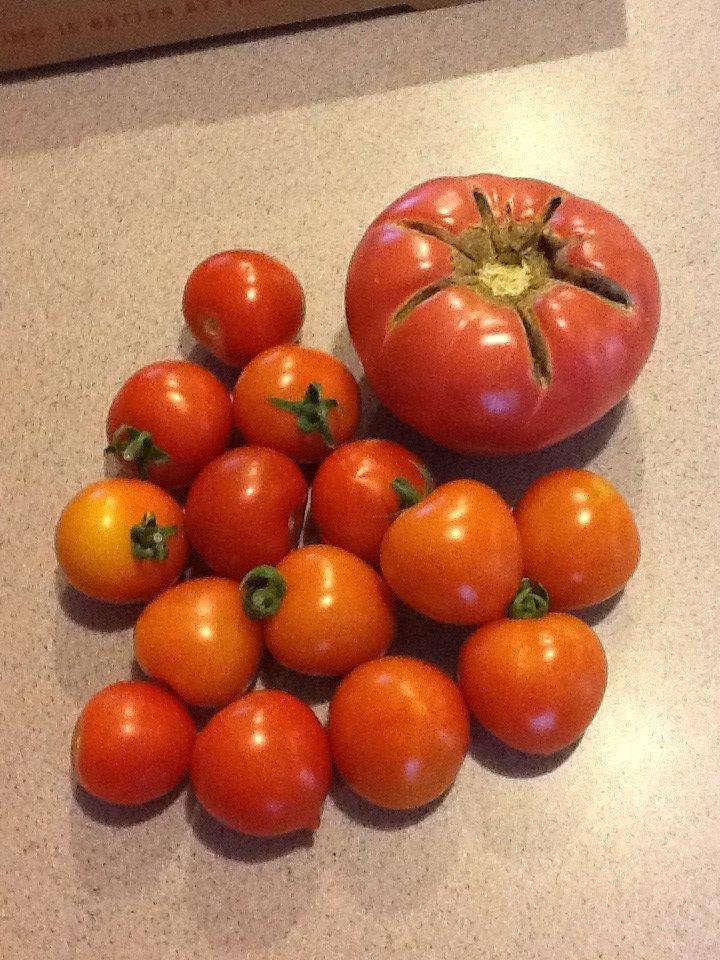 Great looking tomatoes from my garden! Eat your heart out.