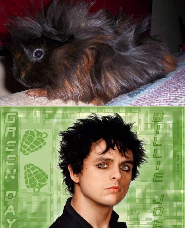 Got a new Guinea pig....Think we'll call him "Billy Joe"!