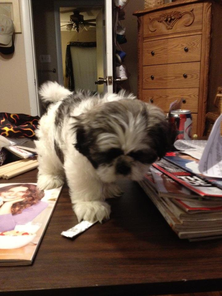 My little man He is 7 weeks old. Long nights, his name is Oreo