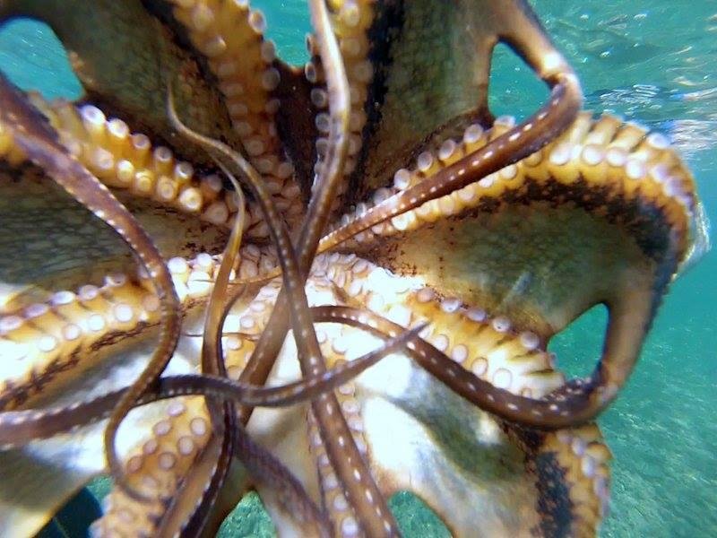 Taco (octopus)