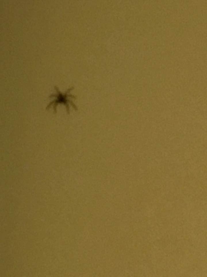 Happy new year little buddy... they love me