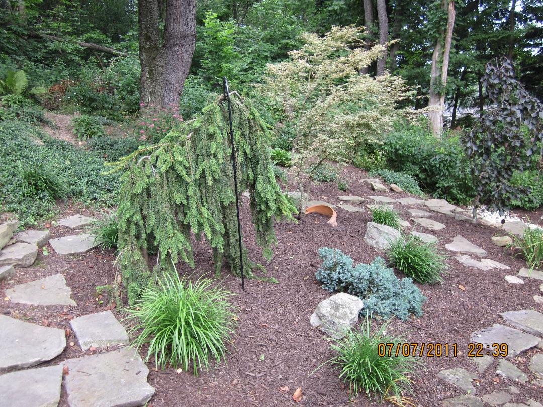 Weeping Norway, Butterfly Maple and Weeping Plum Beech