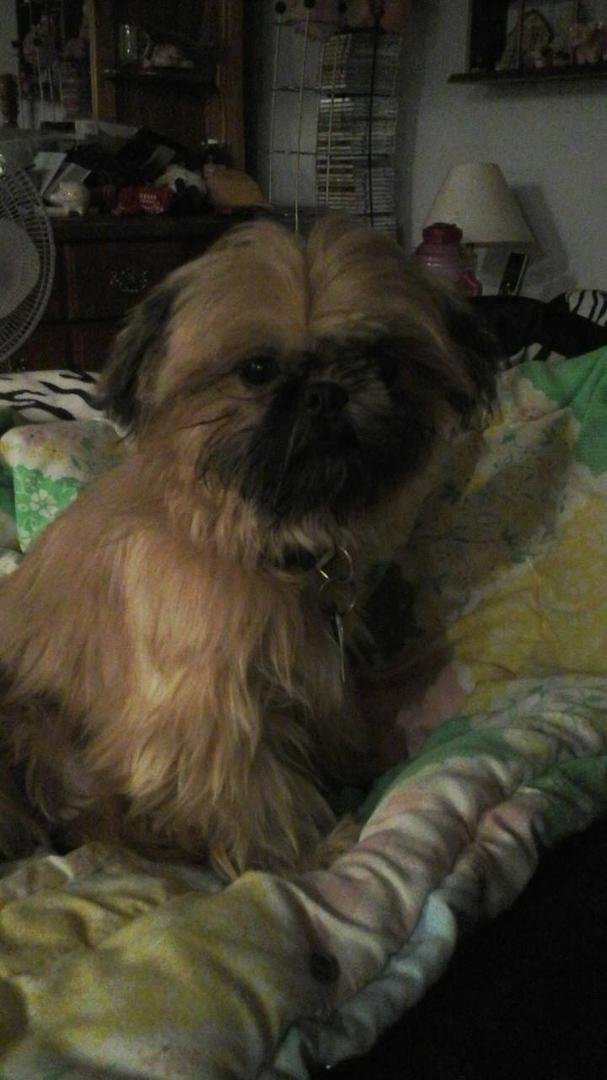 molly