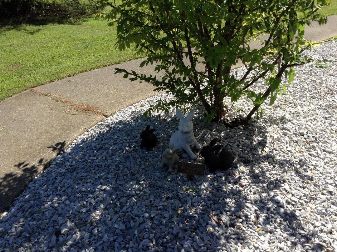 And the rabbits are comfortable. The sign says Do not walk on the grass//oops stones....