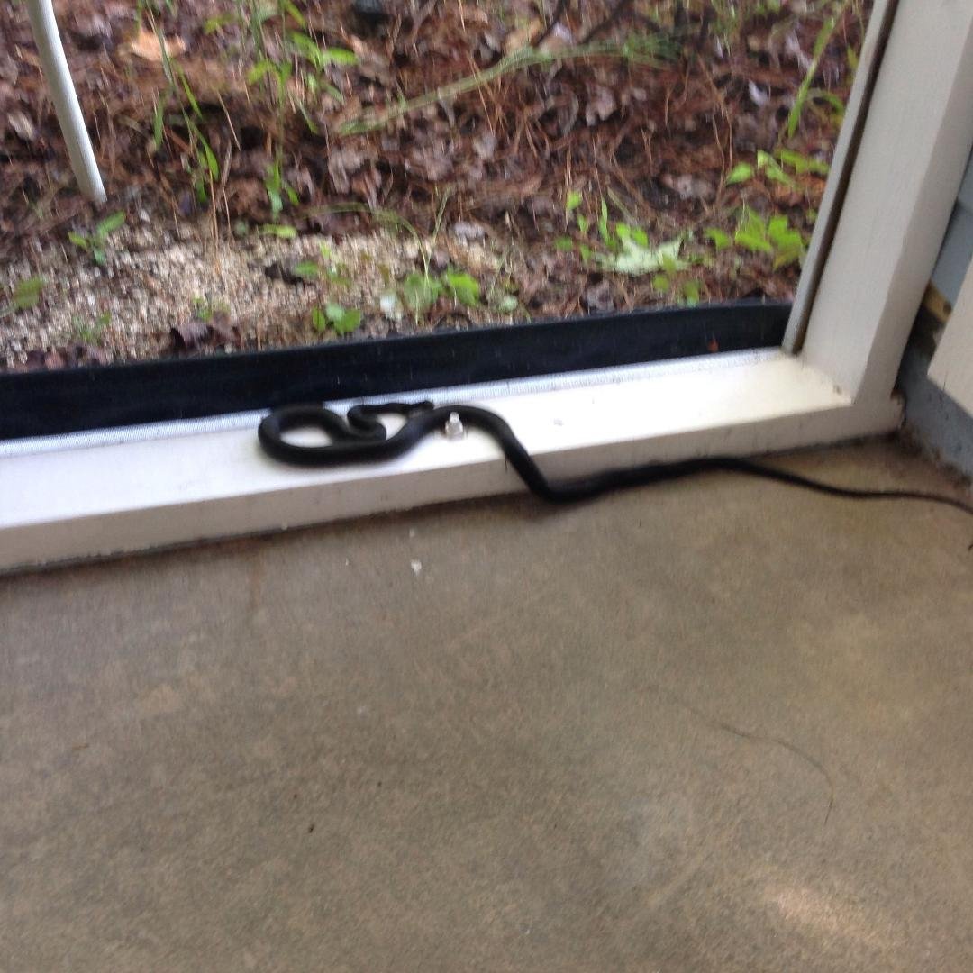 Just when I get my screened porch cleaned up so I can enjoy it, I get a visitor. Not surprised to see a snake, but very surprised to see a dead snake.