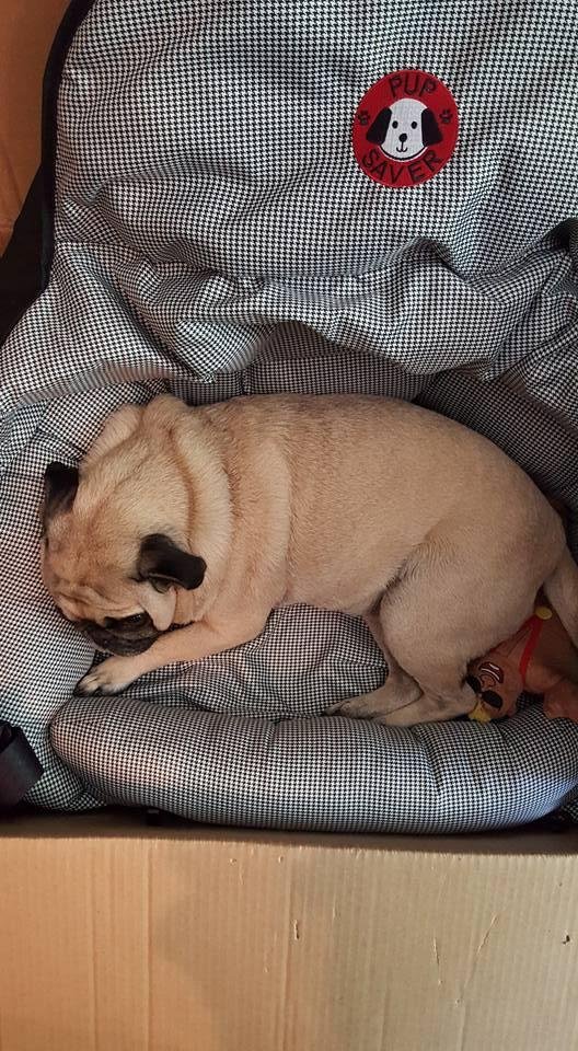Pumpkin's new car seat came today. Hopefully, she loves it as much out of the box and in the car.