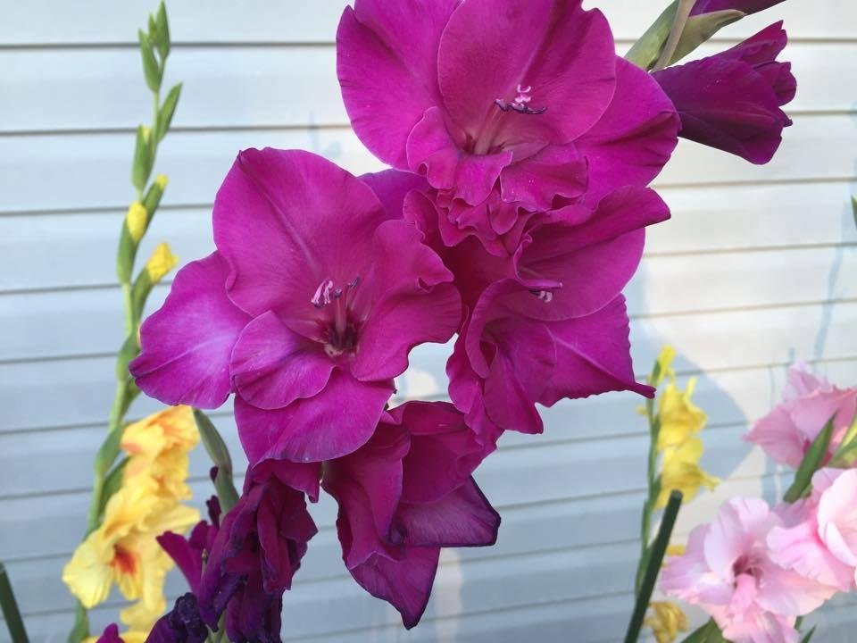 william gesar's album, Timeline Photos