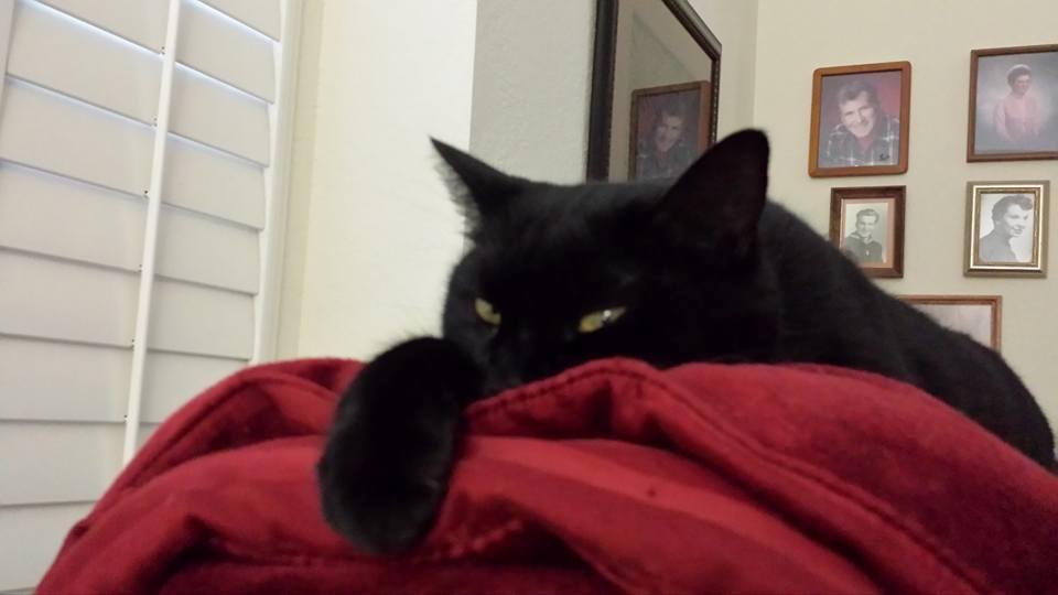 ....is this cat.