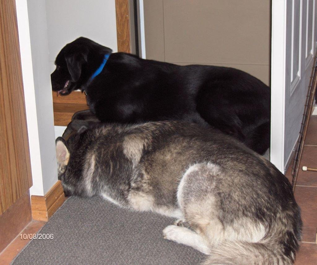 The Puppy Post Challenge! I was nominated to post 1 picture of my dog, only 1. In addition, I've named people who are great dog-people to join the challenge to keep this running. Let's flood Facebook with dog pictures inste