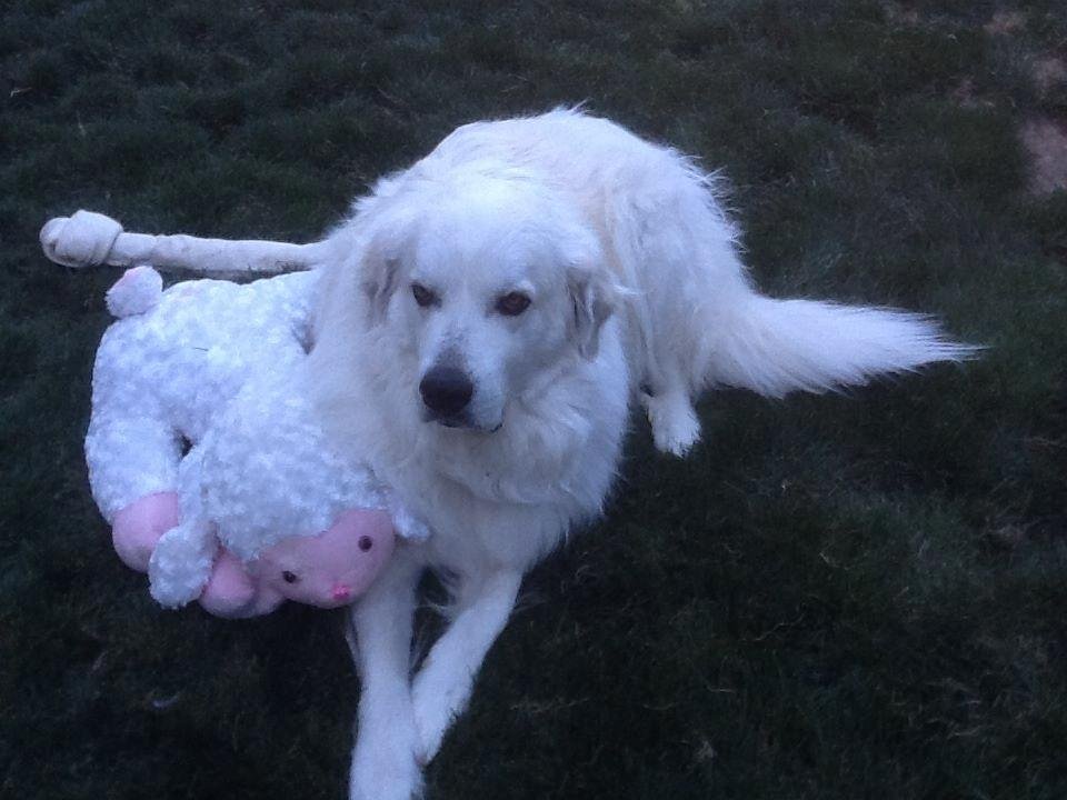 Our son Jethro and Friend Lamby!